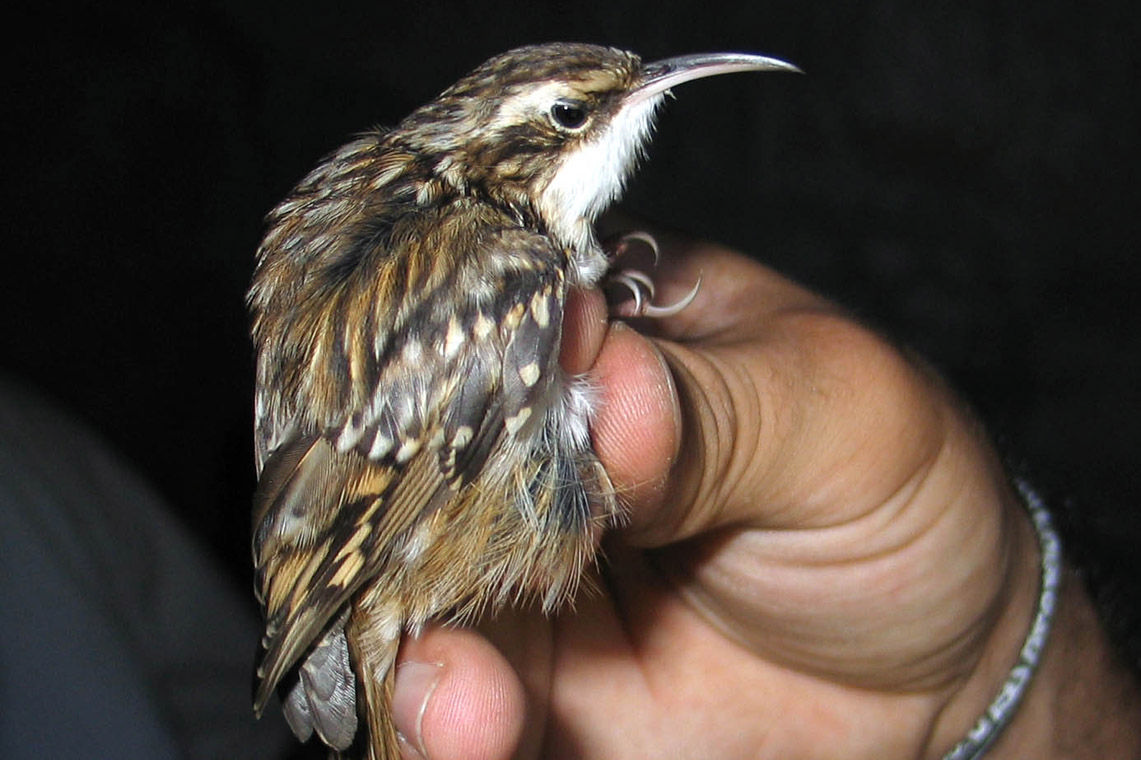 Anilhagem Científica de Aves Selvagens